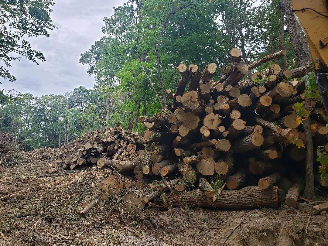 Tree and brush removal